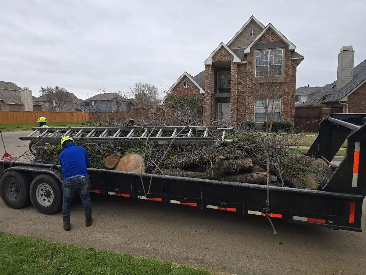 Expert Tree Removal with proper safety equipment in Marshall